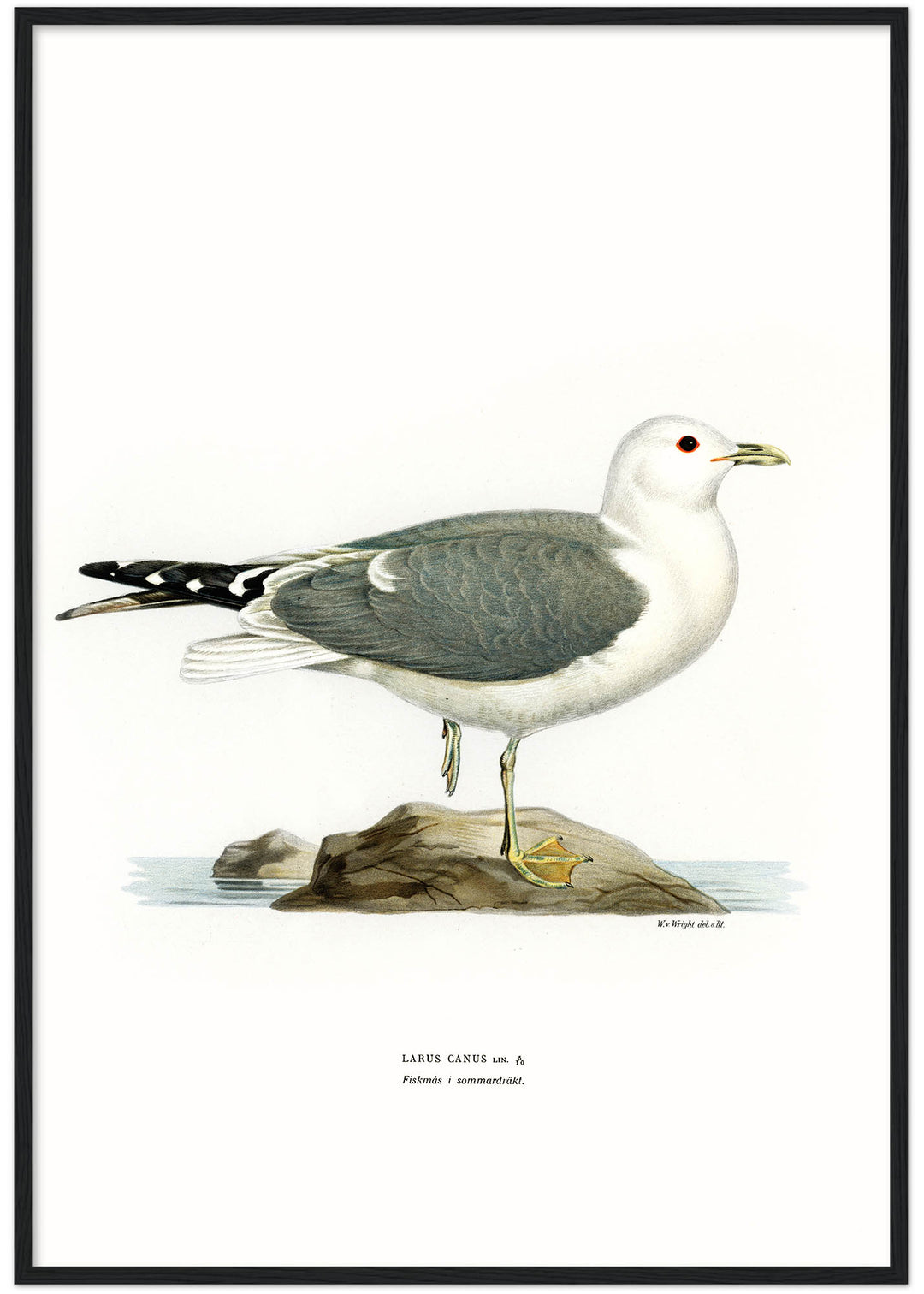 Fågeln Fiskmås, sommar på klassisk vintage poster/affisch