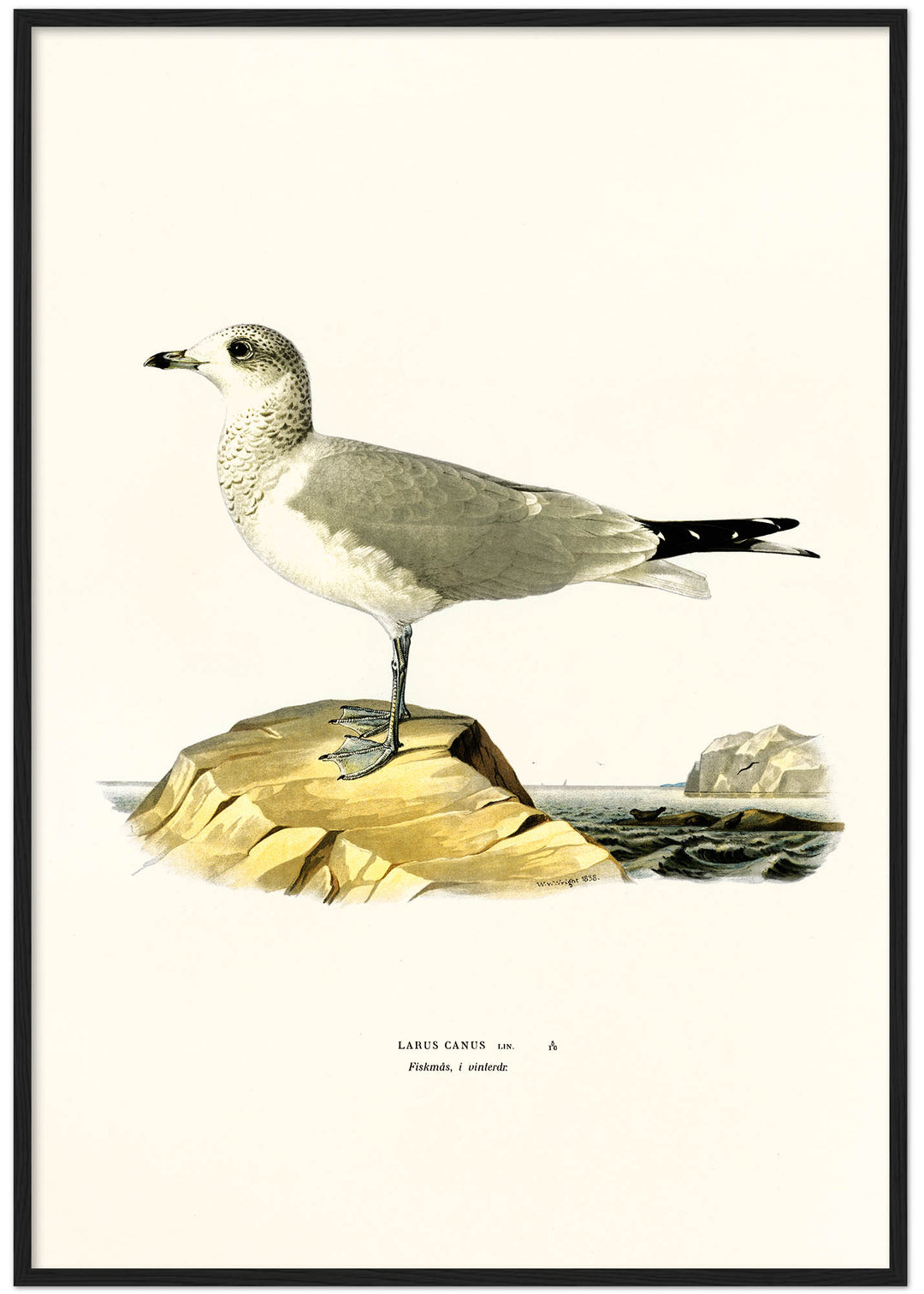 Fågeln Fiskmås, vinter på klassisk vintage poster/affisch