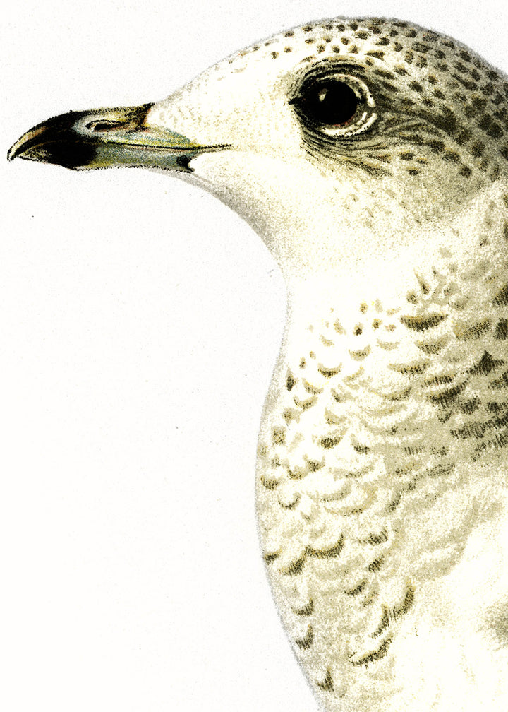 Fågeln Fiskmås, vinter på klassisk vintage poster/affisch
