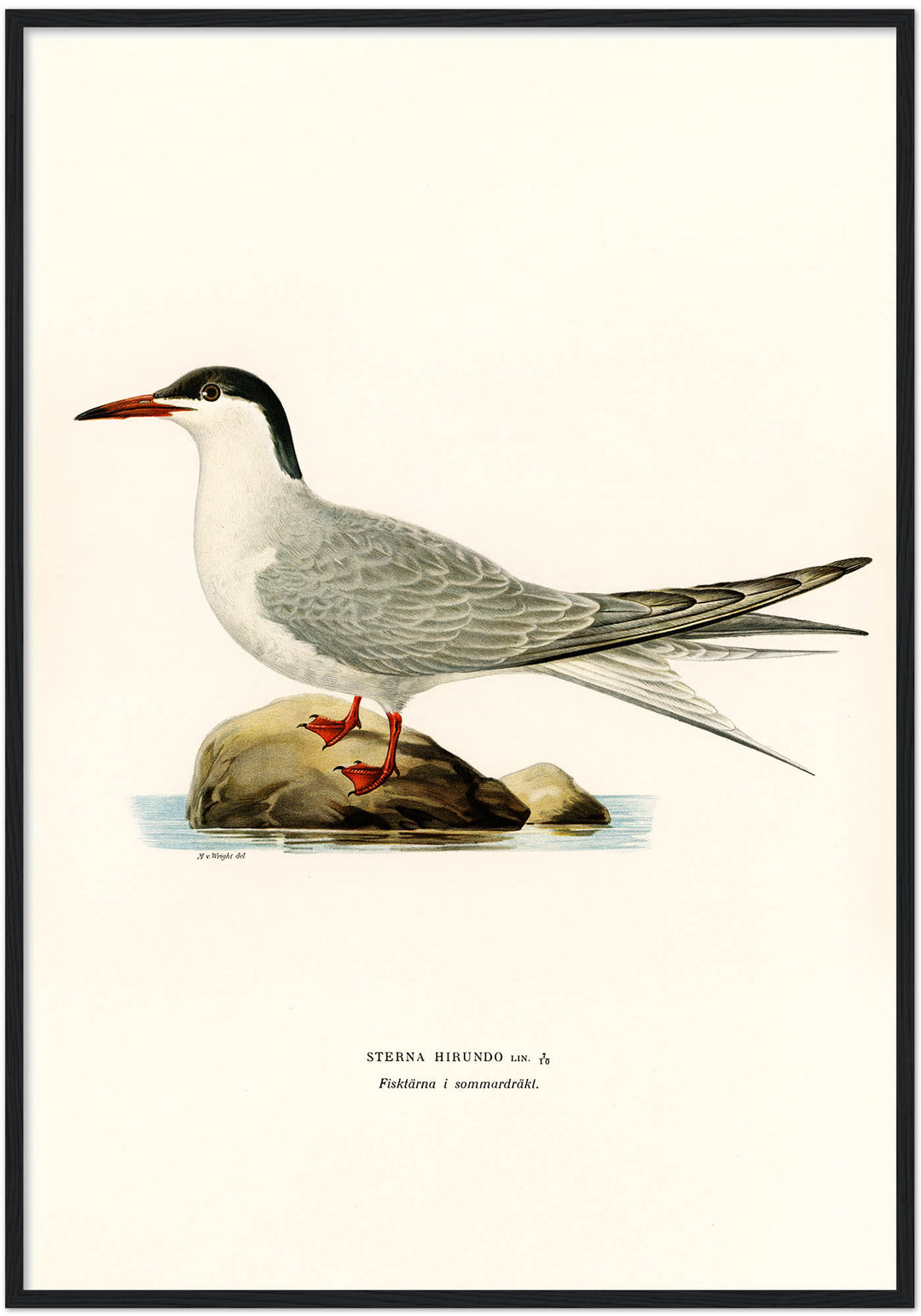 Fågeln Fisktärna, sommar på klassisk vintage poster/affisch
