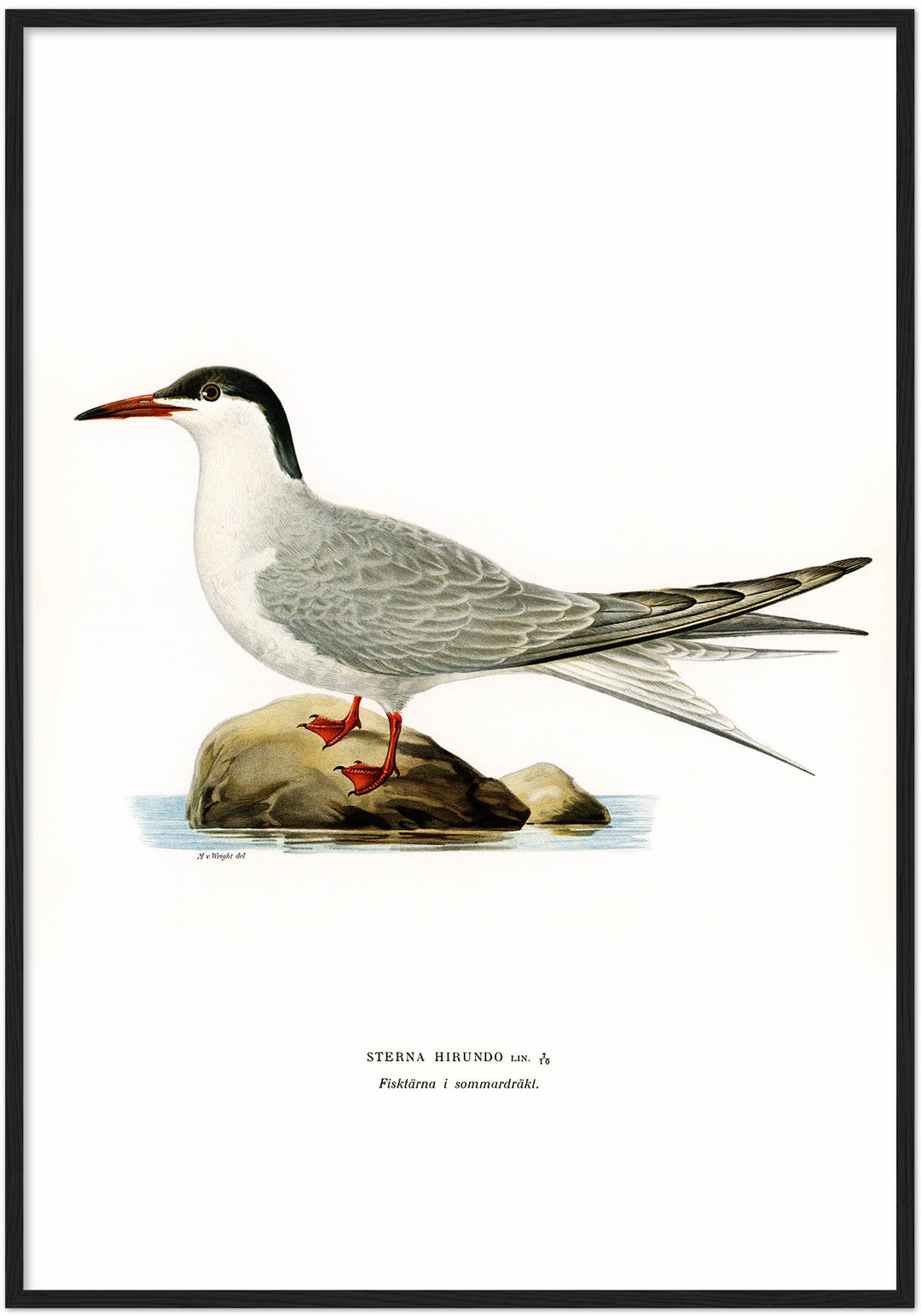 Fågeln Fisktärna, sommar på klassisk vintage poster/affisch