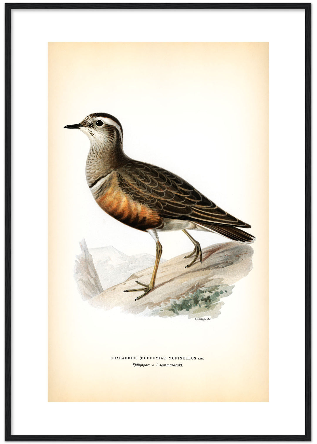 Fågeln Fjällpipare, sommar på klassisk vintage poster/affisch