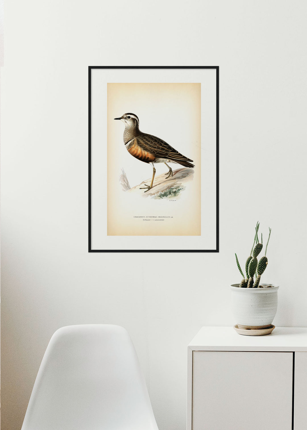Fågeln Fjällpipare, sommar på klassisk vintage poster/affisch