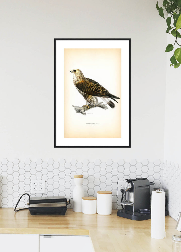Fågeln Fjällvråk på klassisk vintage poster/affisch