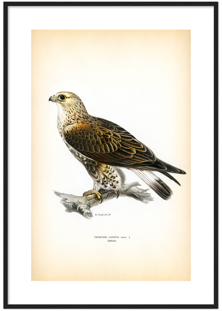 Fågeln Fjällvråk på klassisk vintage poster/affisch