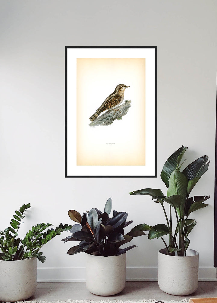 Fågeln Göktyta på klassisk vintage poster/affisch