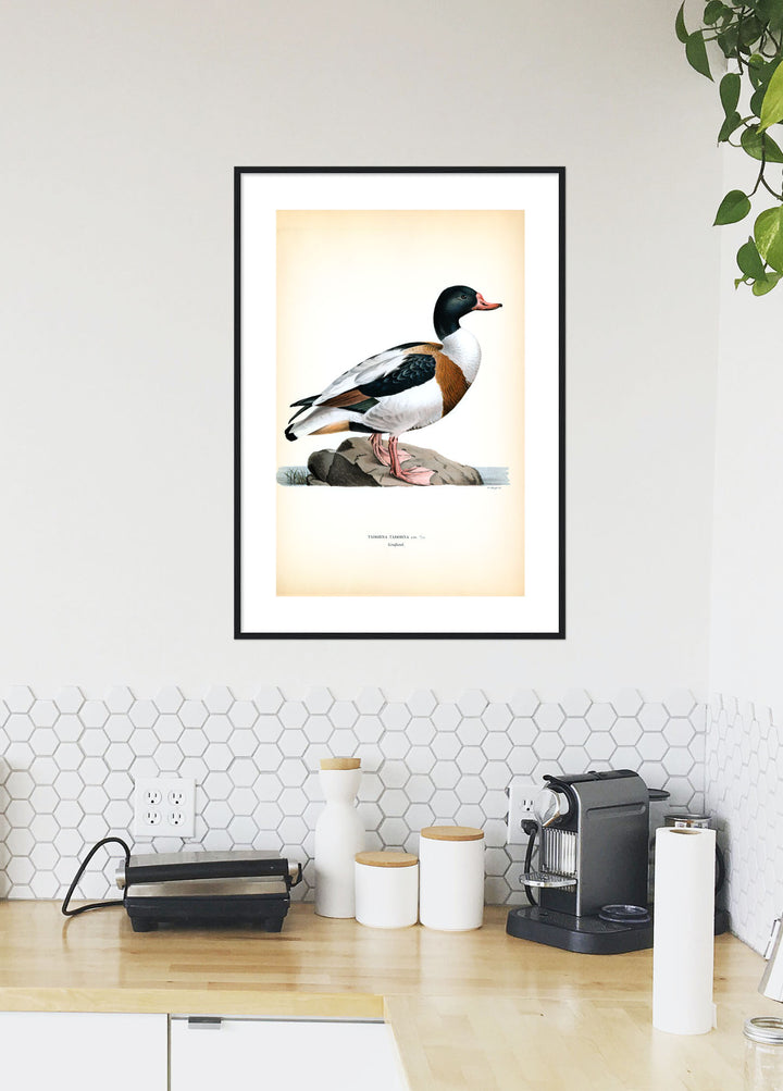 Fågeln Grafand på klassisk vintage poster/affisch