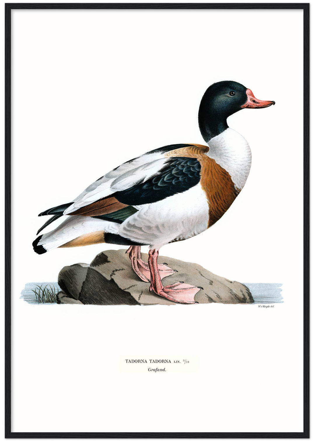 Fågeln Grafand på klassisk vintage poster/affisch