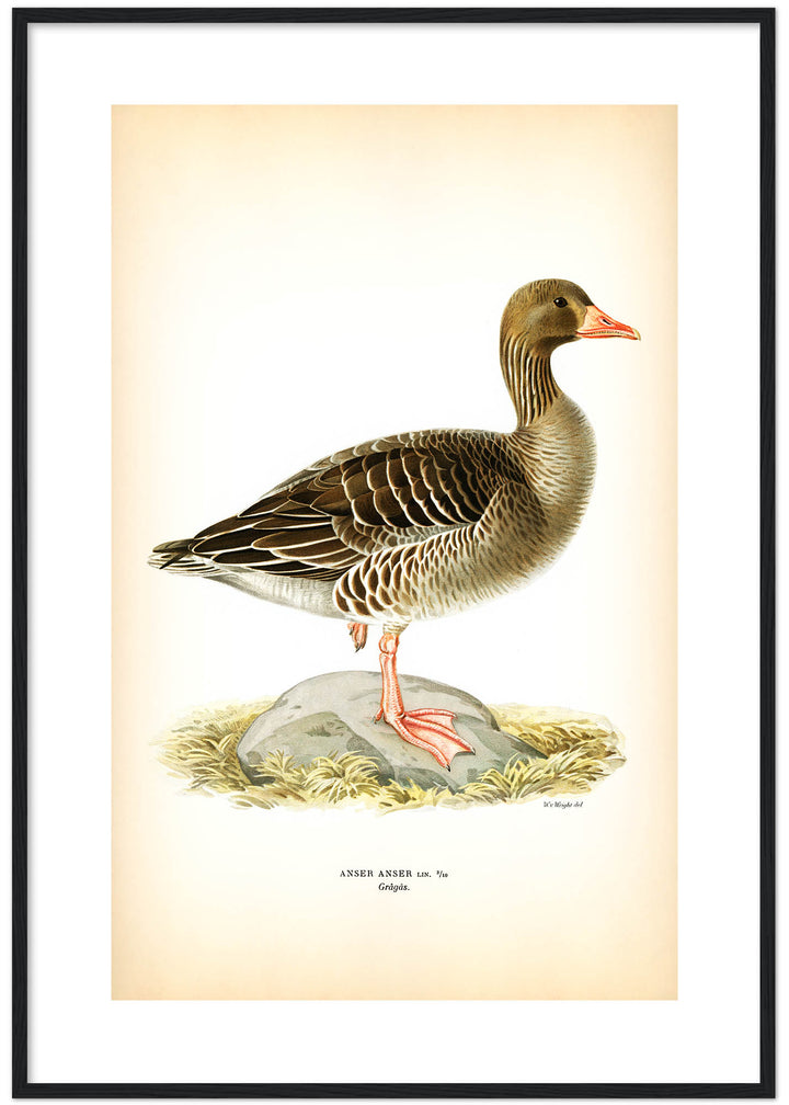 Fågeln Grågås på klassisk vintage poster/affisch