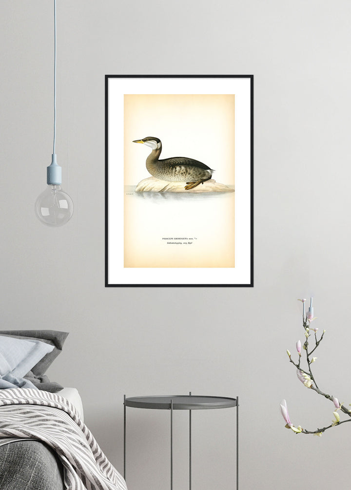 Fågeln Gråhakedopping, ung på klassisk vintage poster/affisch