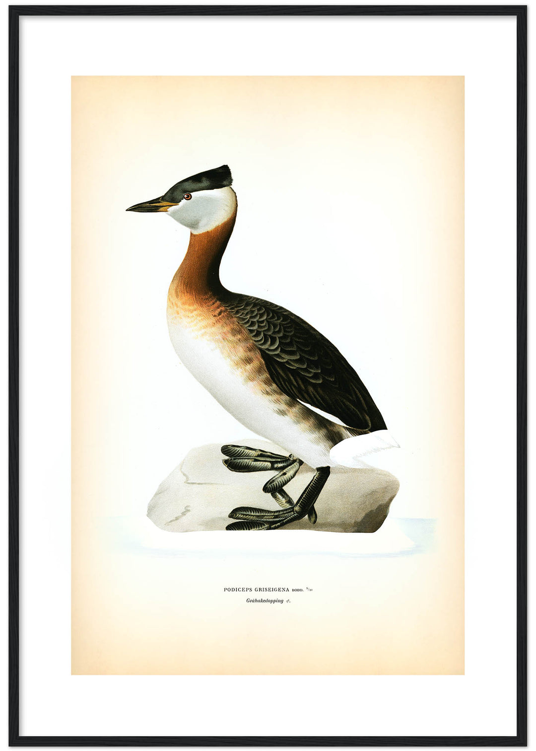 Fågeln Gråhakedopping på klassisk vintage poster/affisch