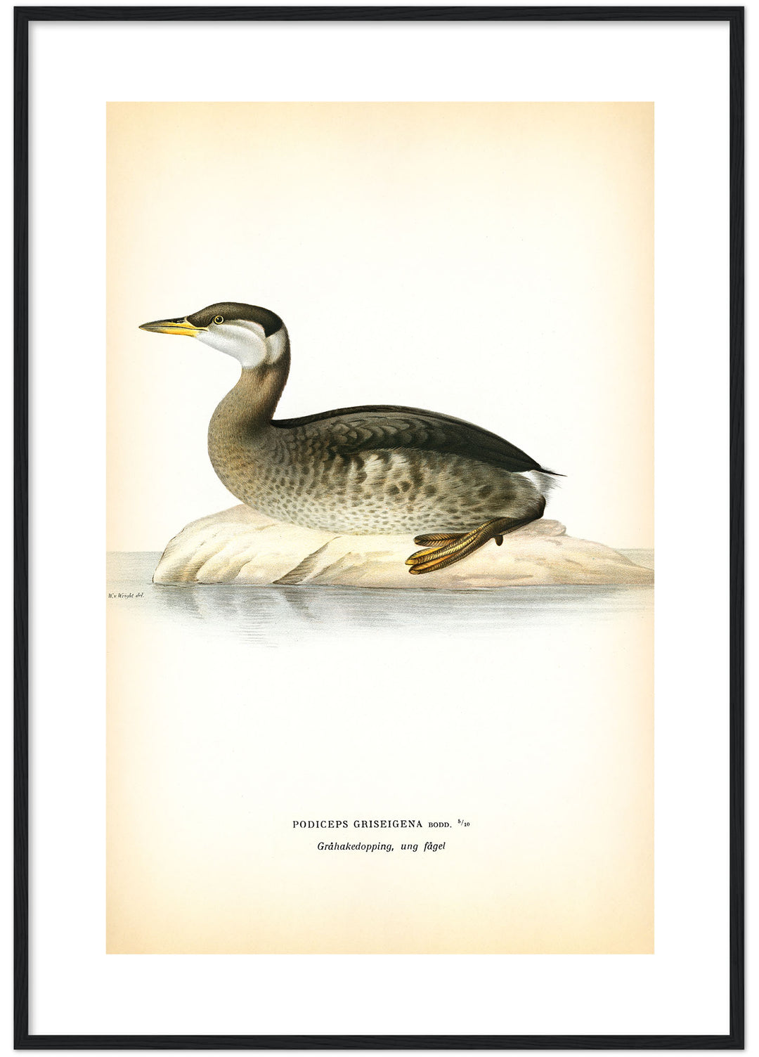 Fågeln Gråhakedopping, ung på klassisk vintage poster/affisch