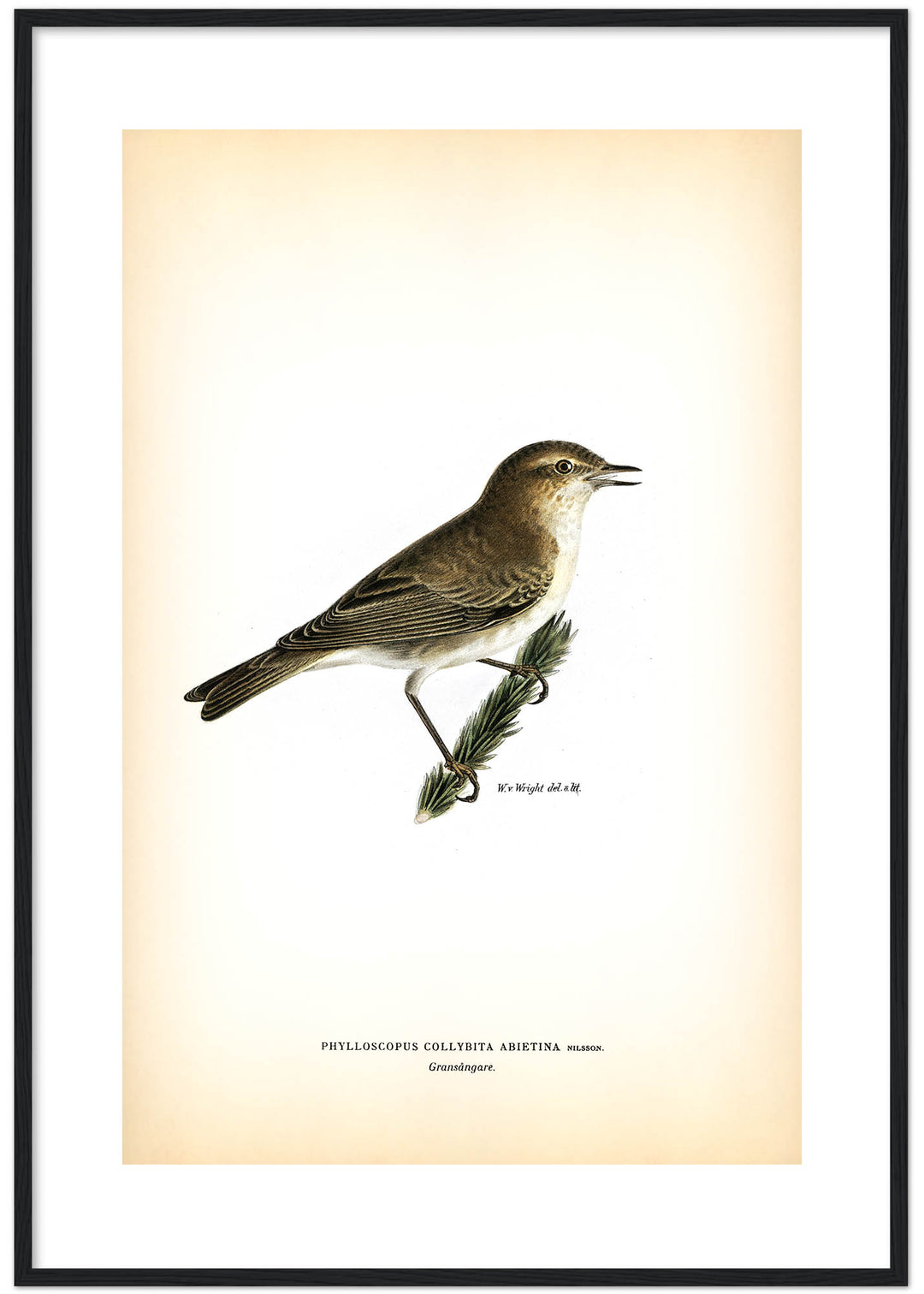 Fågeln Gransångare på klassisk vintage poster/affisch