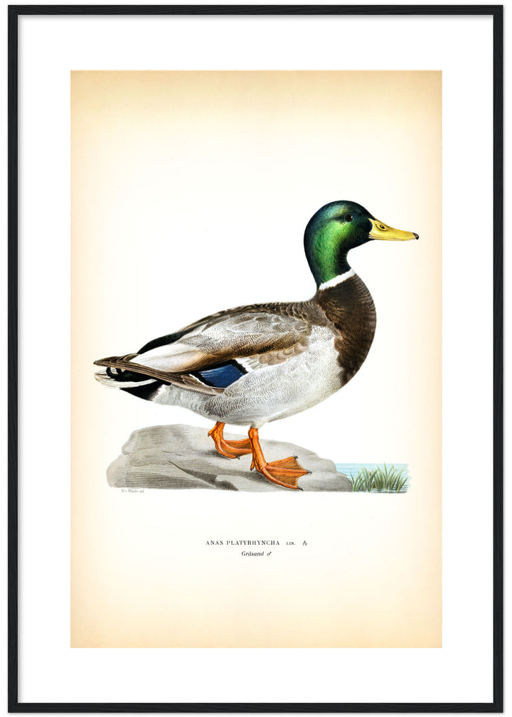 Fågeln Gräsand på klassisk vintage poster/affisch