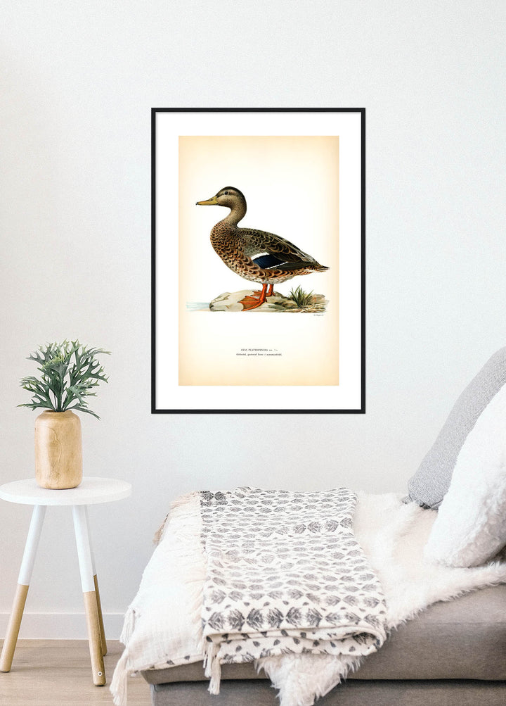 Fågeln Gräsand, gammal hane, sommar på klassisk vintage poster/affisch