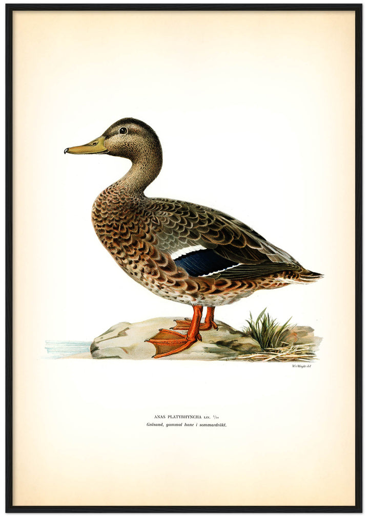 Fågeln Gräsand, gammal hane, sommar på klassisk vintage poster/affisch