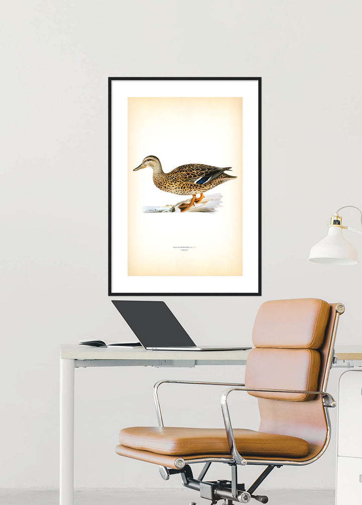 Fågeln Gräsand, hona på klassisk vintage poster/affisch