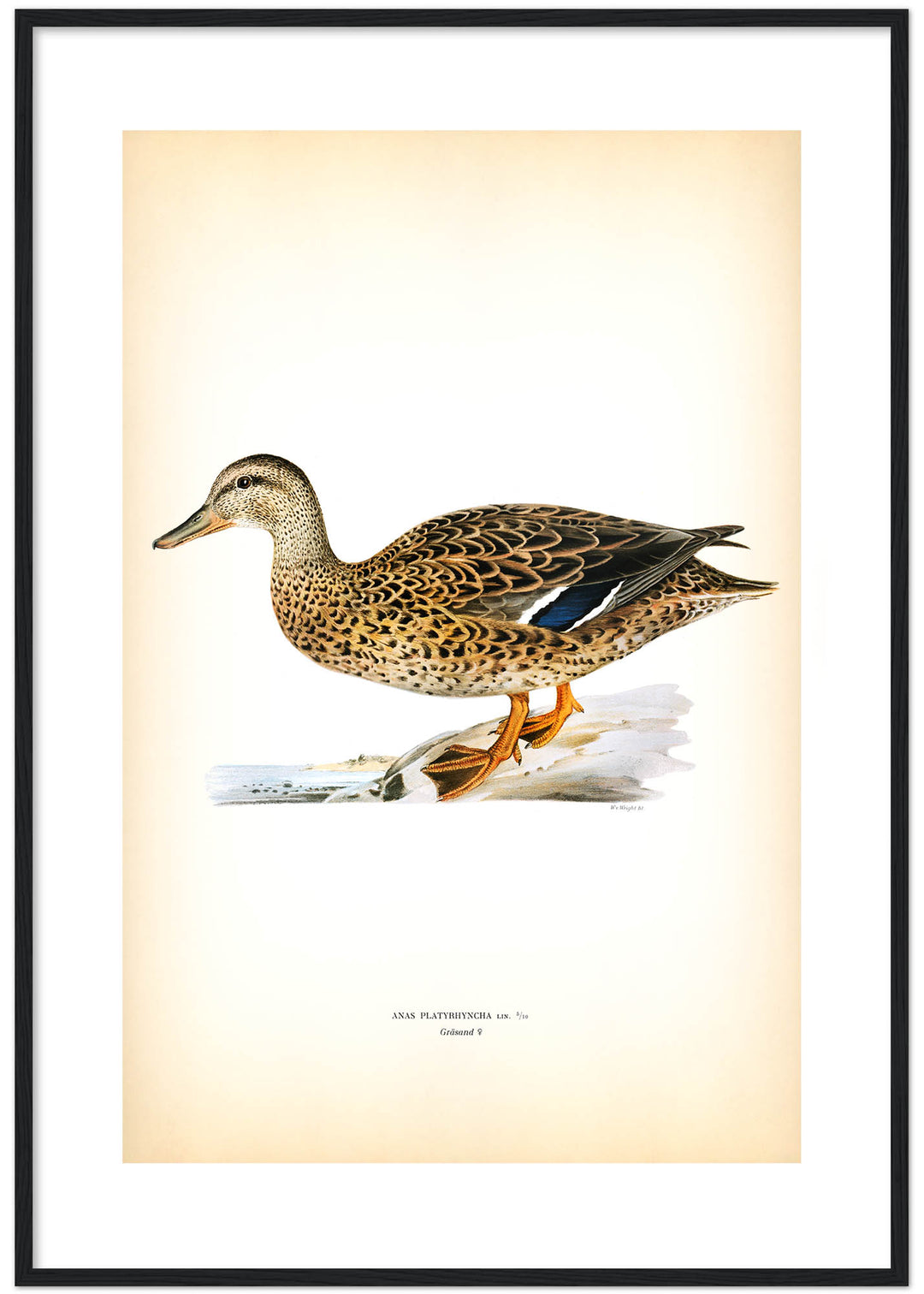 Fågeln Gräsand, hona på klassisk vintage poster/affisch