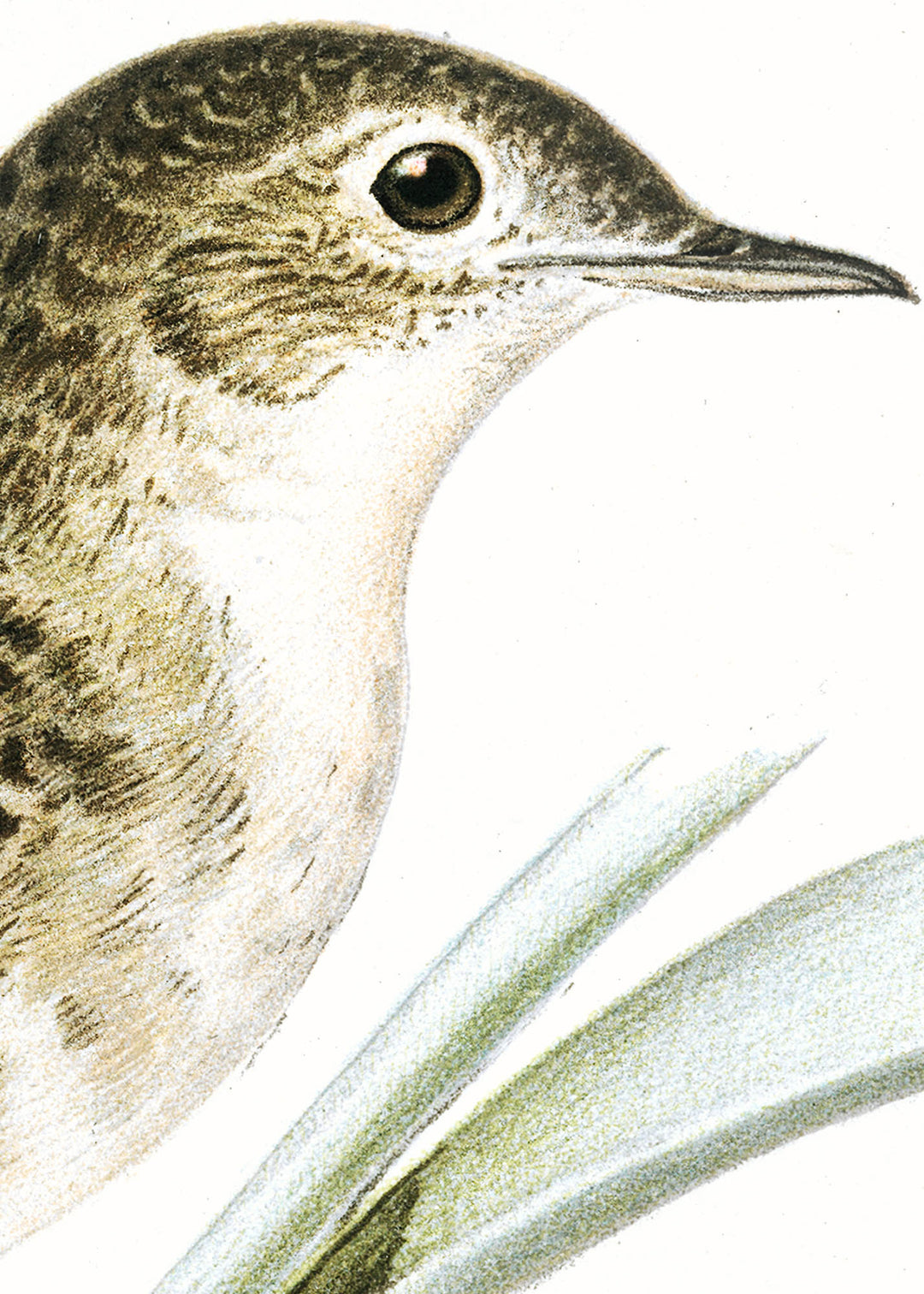 Fågeln Gräshoppsångare på klassisk vintage poster/affisch