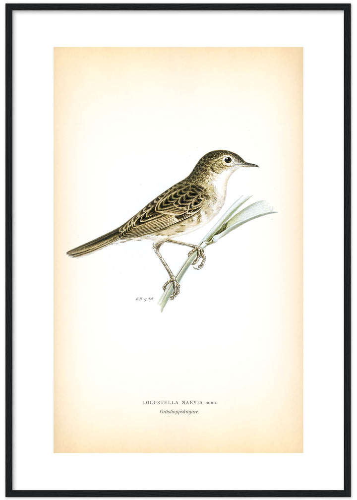 Fågeln Gräshoppsångare på klassisk vintage poster/affisch