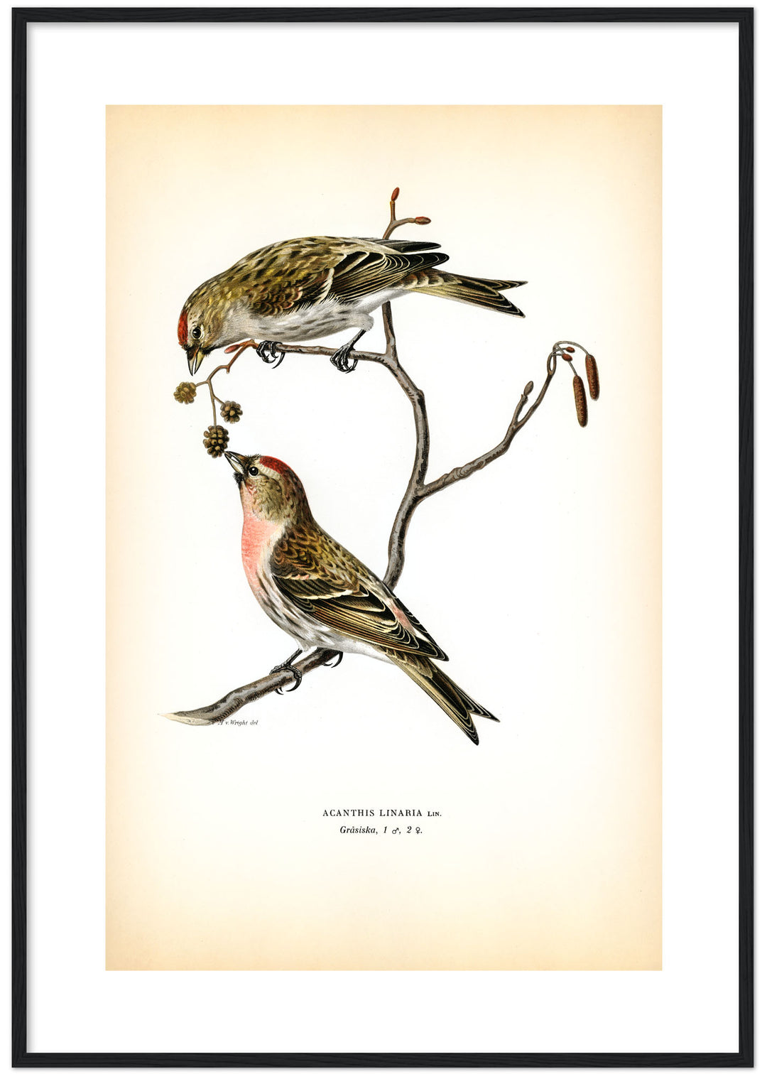 Fågeln Gråsiska på klassisk vintage poster/affisch