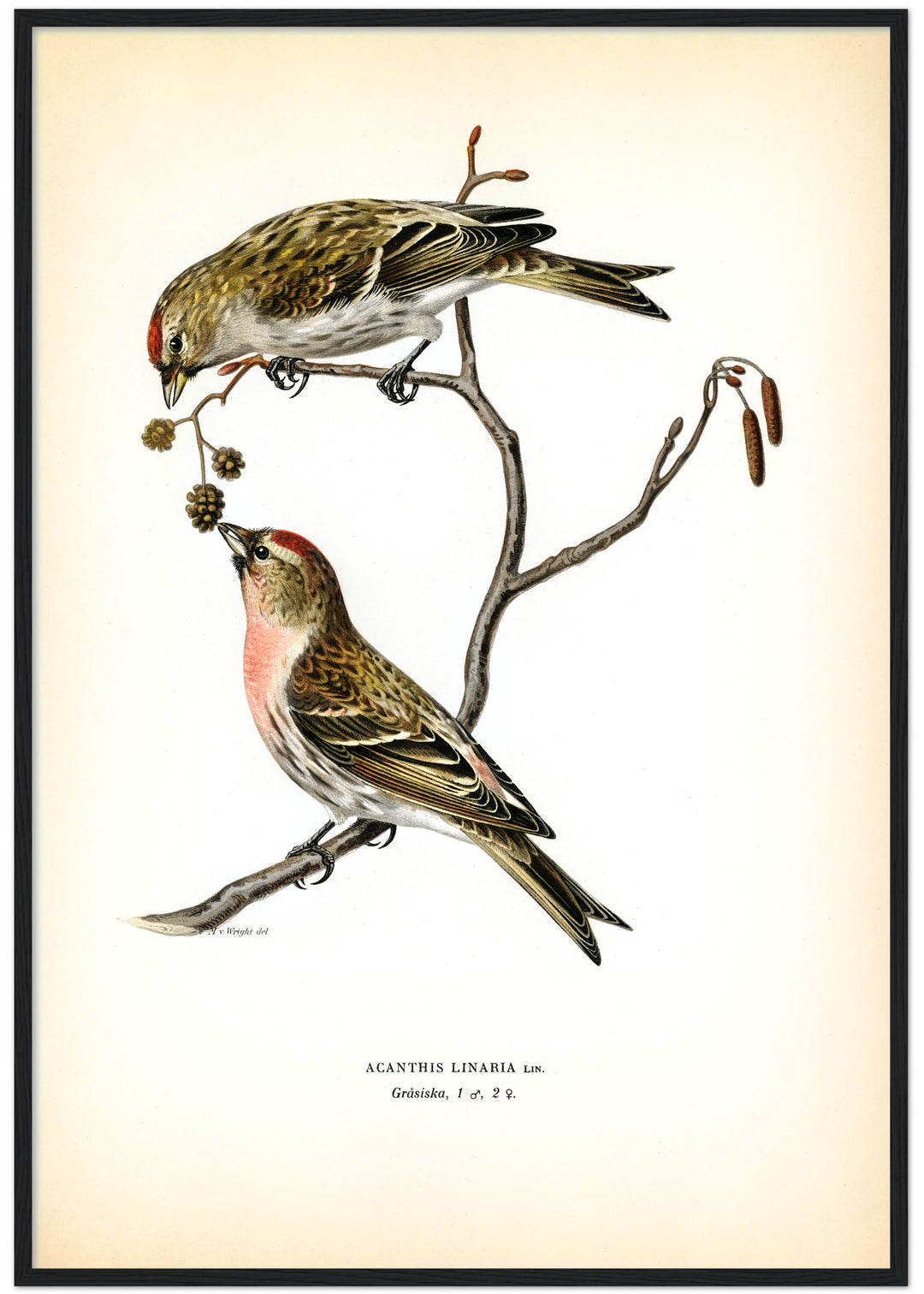 Fågeln Gråsiska på klassisk vintage poster/affisch