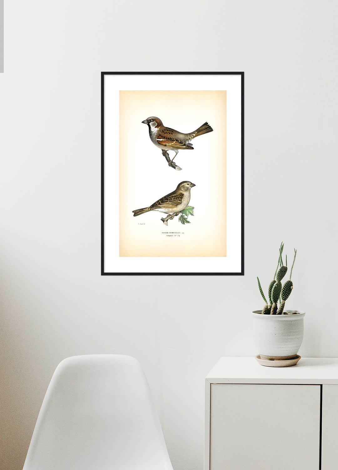 Fågeln Gråsparf på klassisk vintage poster/affisch