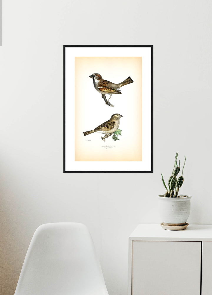 Fågeln Gråsparf på klassisk vintage poster/affisch