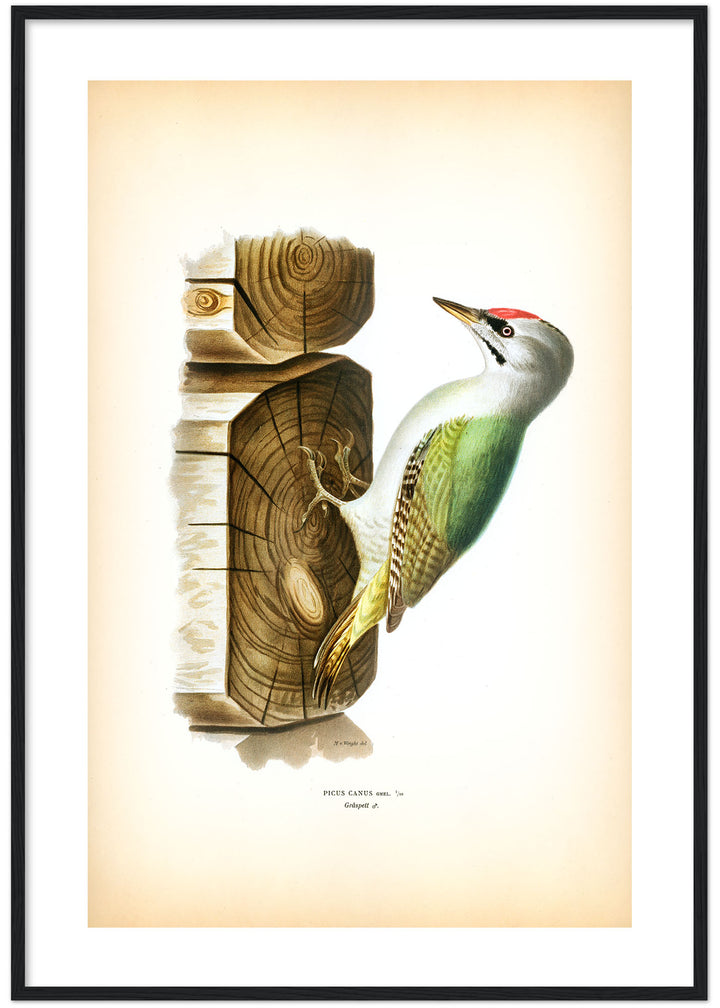 Fågeln Gråspett på klassisk vintage poster/affisch