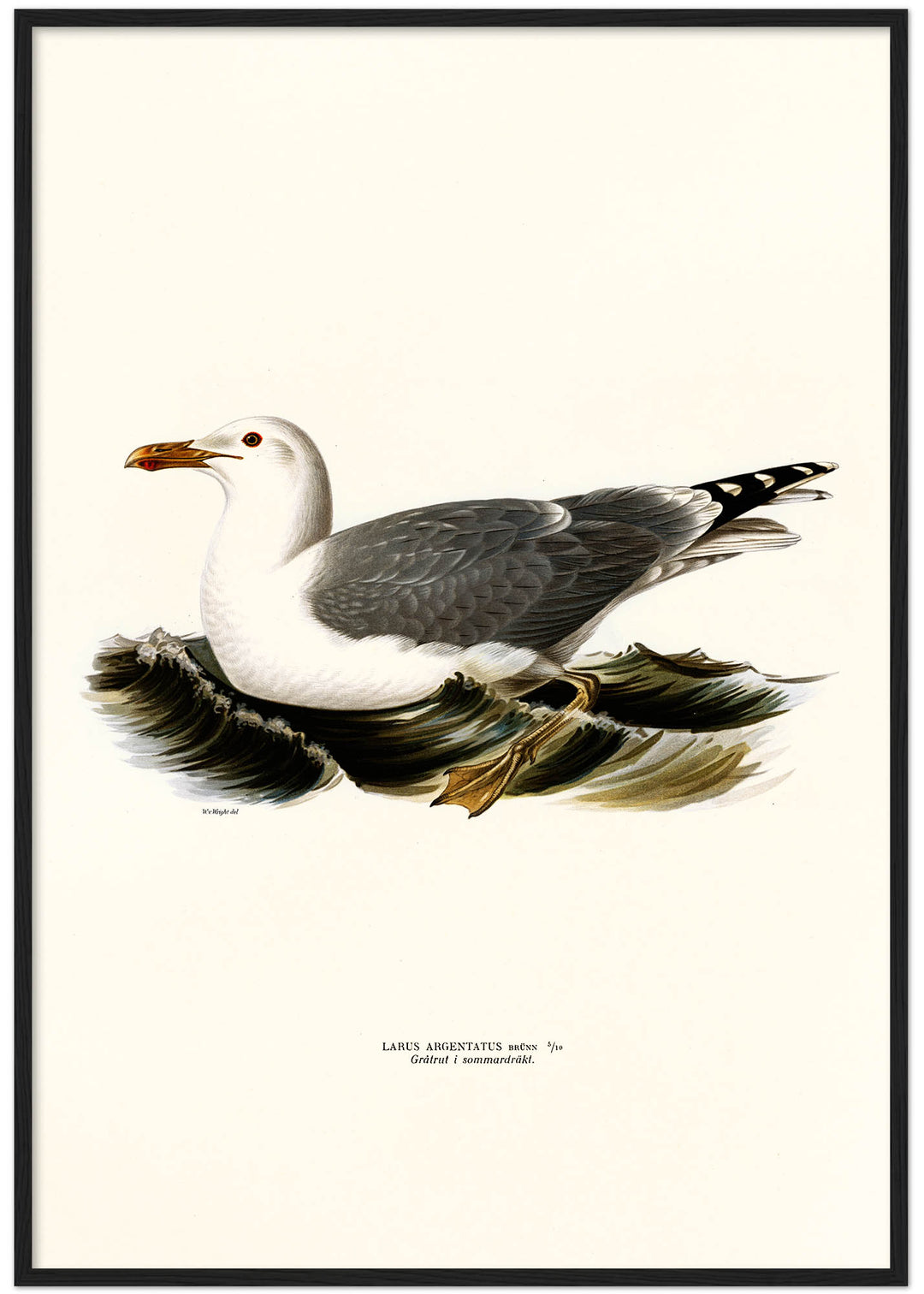 Fågeln Gråtrut, sommar på klassisk vintage poster/affisch