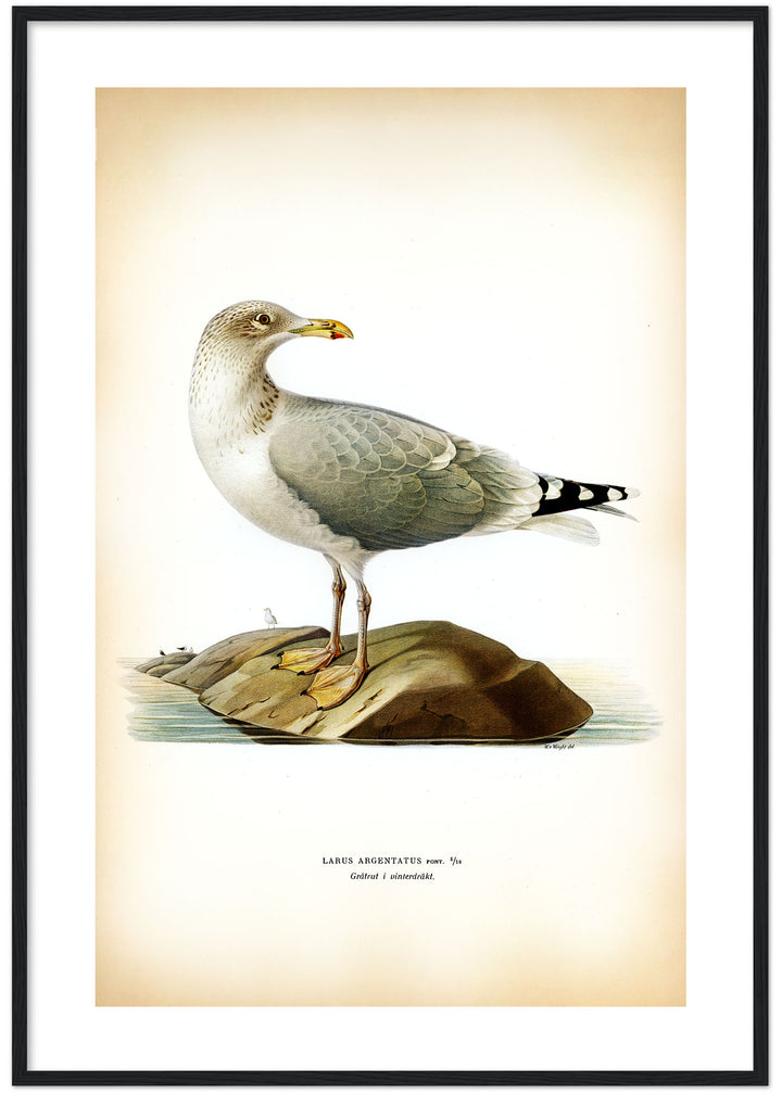 Fågeln Gråtrut, vinter på klassisk vintage poster/affisch