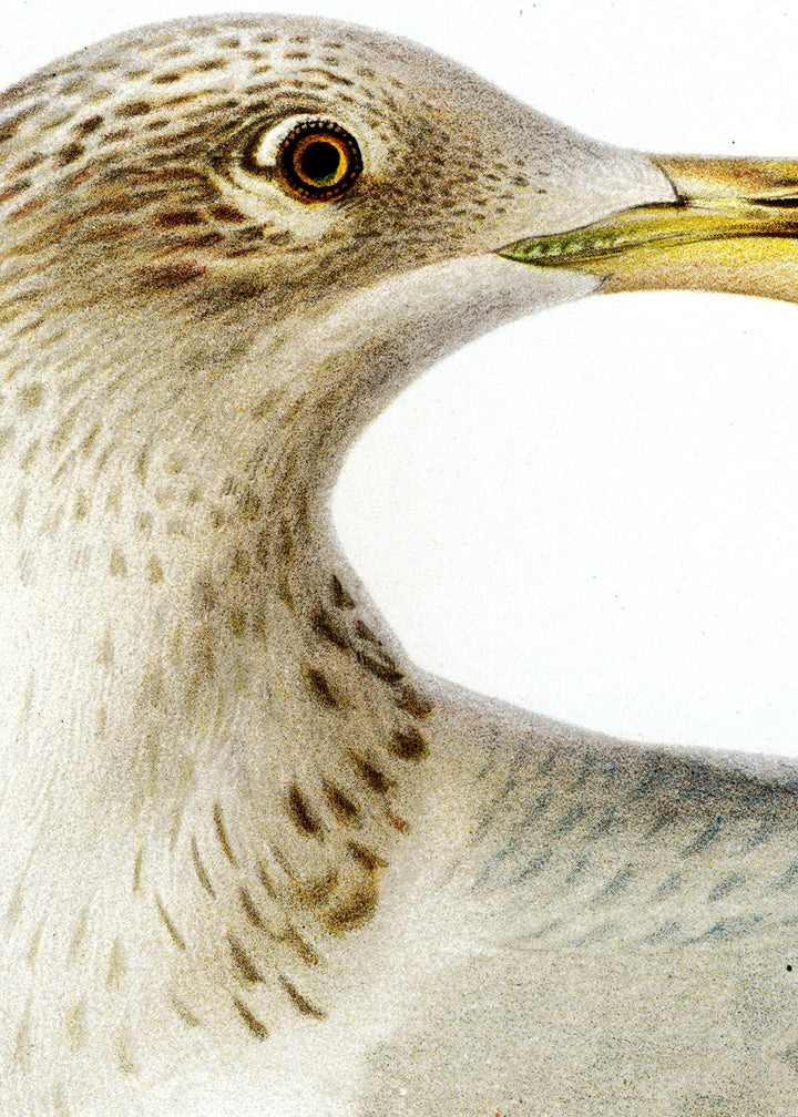 Fågeln Gråtrut, vinter på klassisk vintage poster/affisch