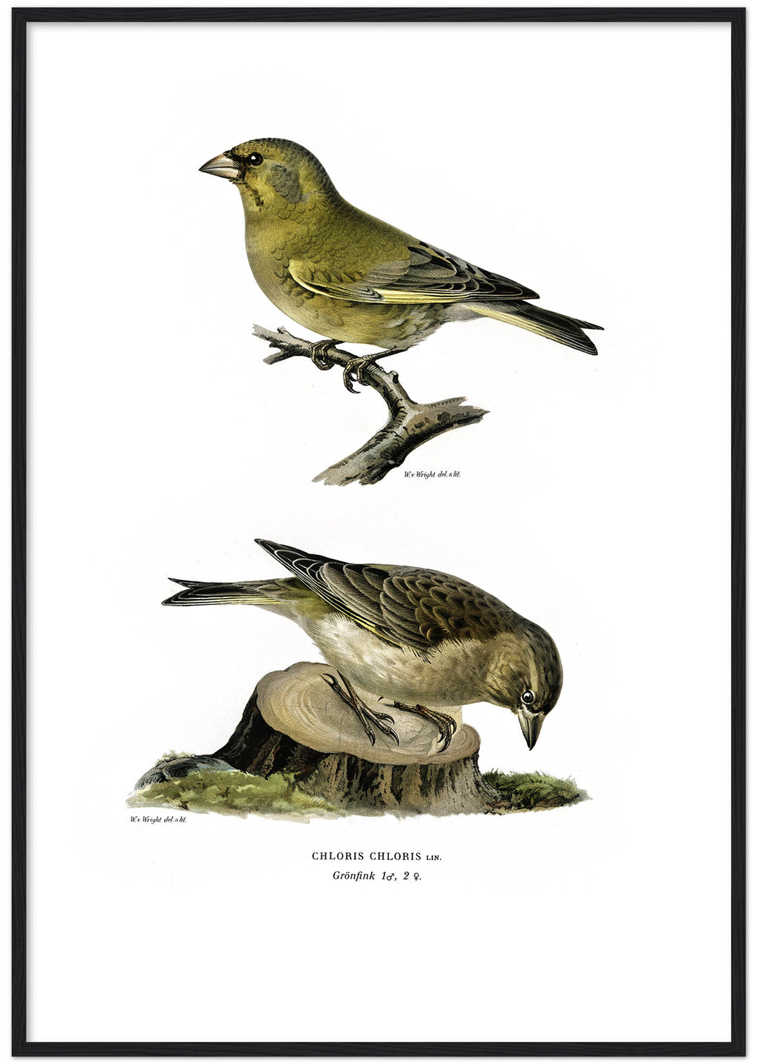 Fågeln Grönfink på klassisk vintage poster/affisch