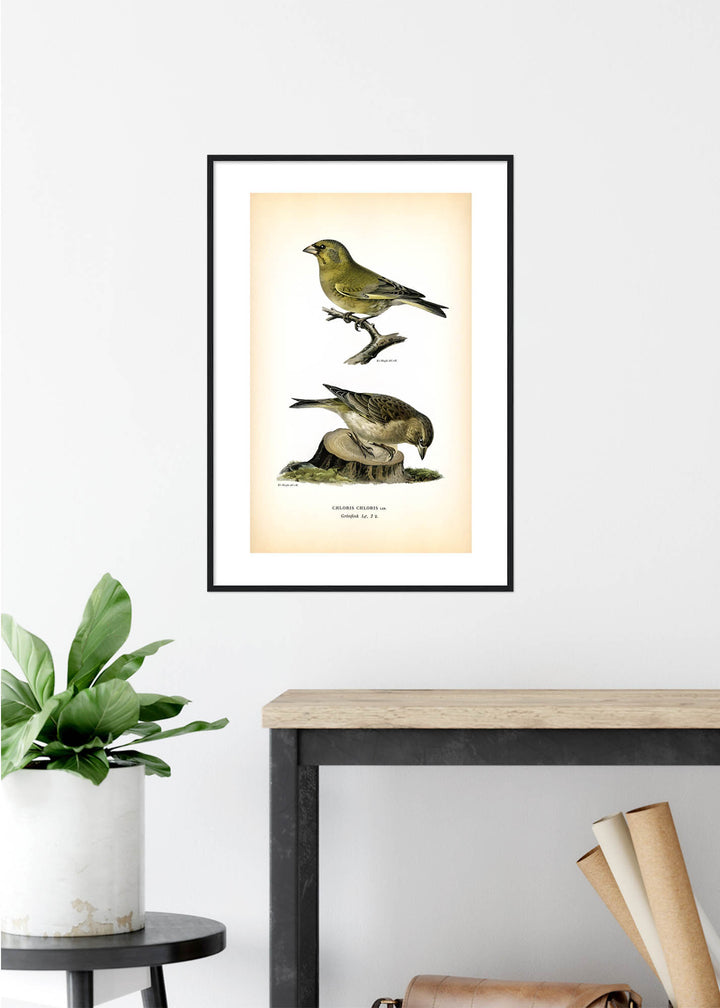 Fågeln Grönfink på klassisk vintage poster/affisch