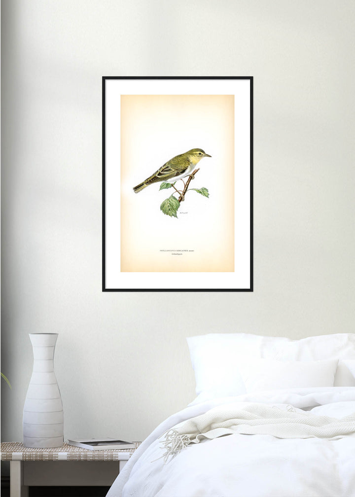 Fågeln Grönsångare på klassisk vintage poster/affisch