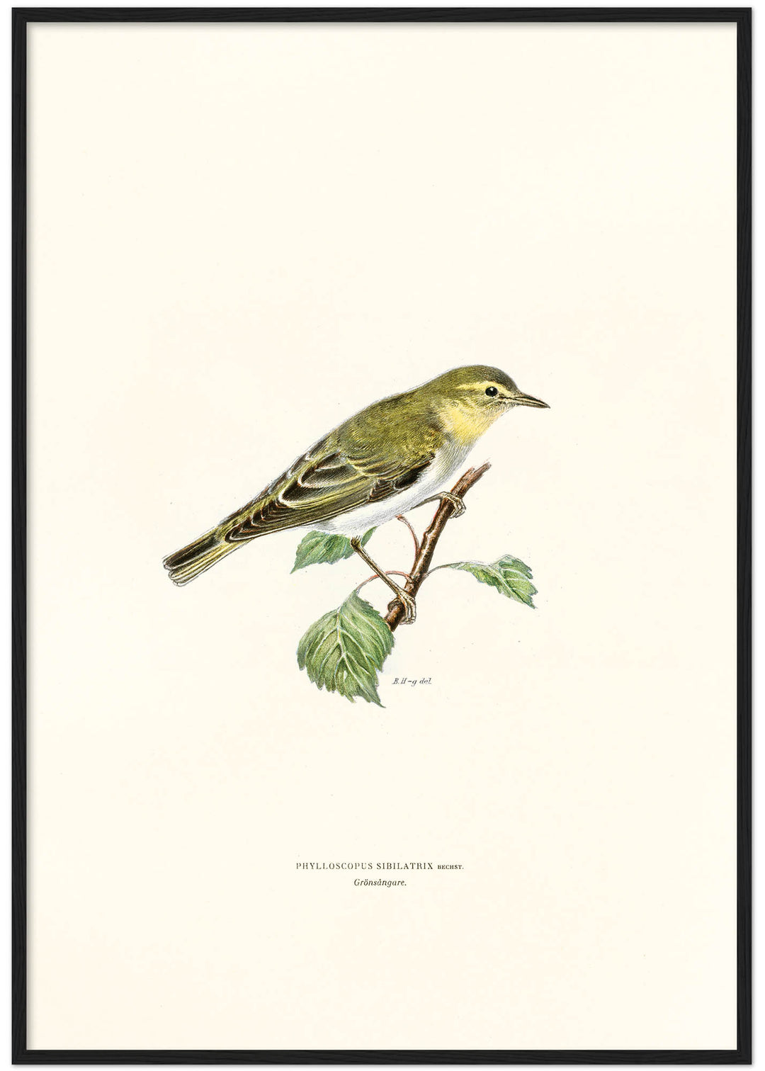 Fågeln Grönsångare på klassisk vintage poster/affisch