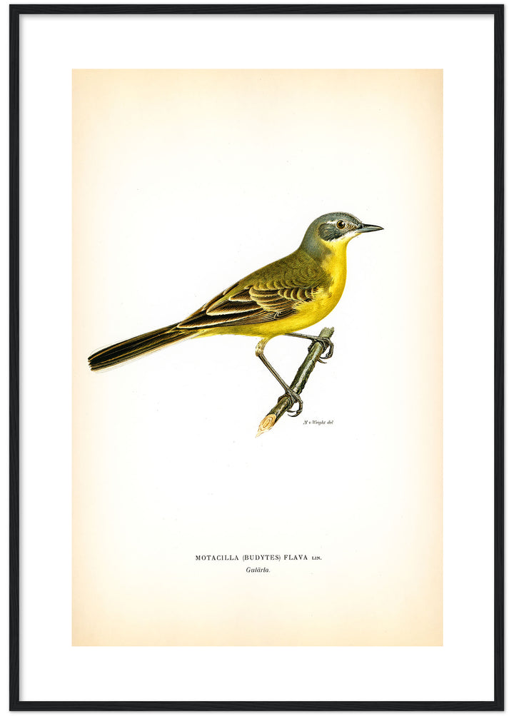 Fågeln Gulärla på klassisk vintage poster/affisch