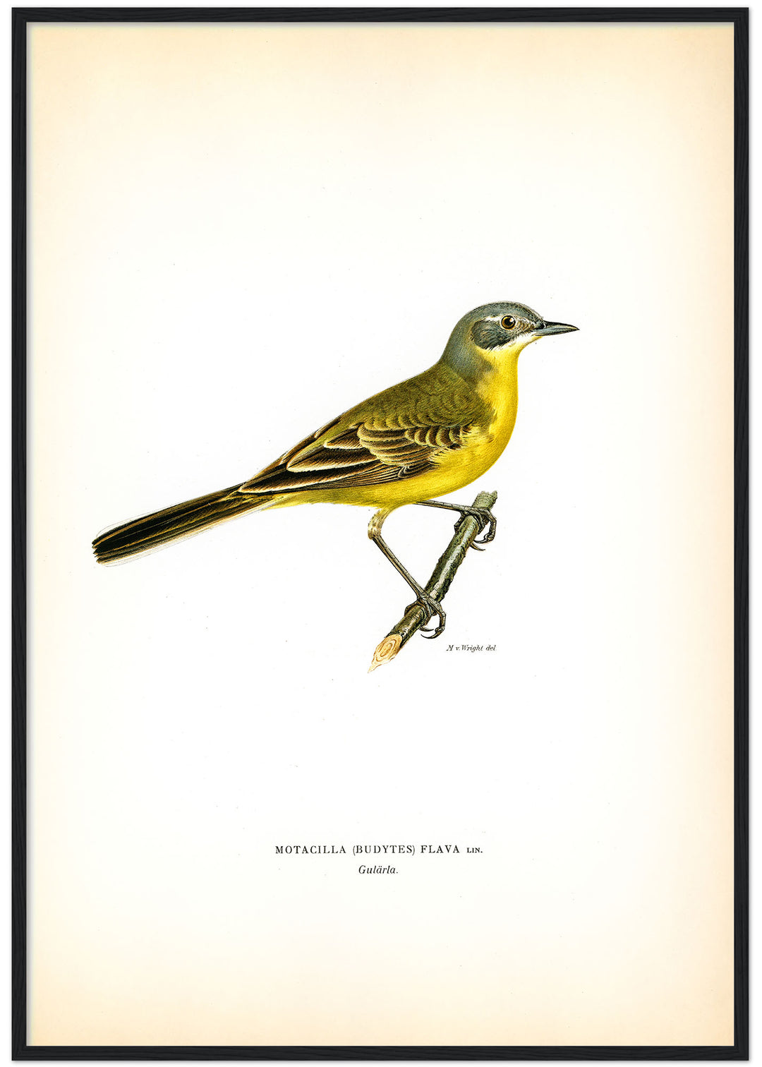 Fågeln Gulärla på klassisk vintage poster/affisch