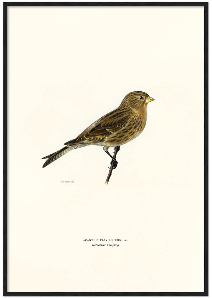 Fågeln Gulnäbbad hämpling på klassisk vintage poster/affisch
