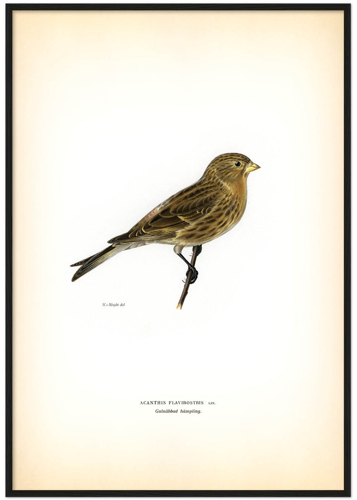 Fågeln Gulnäbbad hämpling på klassisk vintage poster/affisch