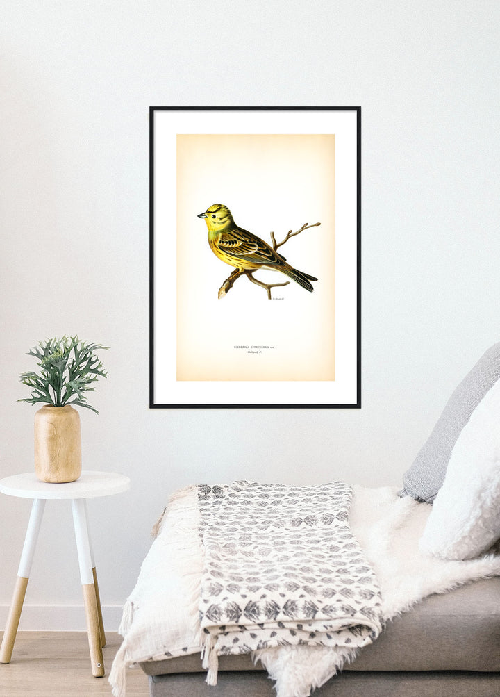 Fågeln Gulsparf, hane på klassisk vintage poster/affisch