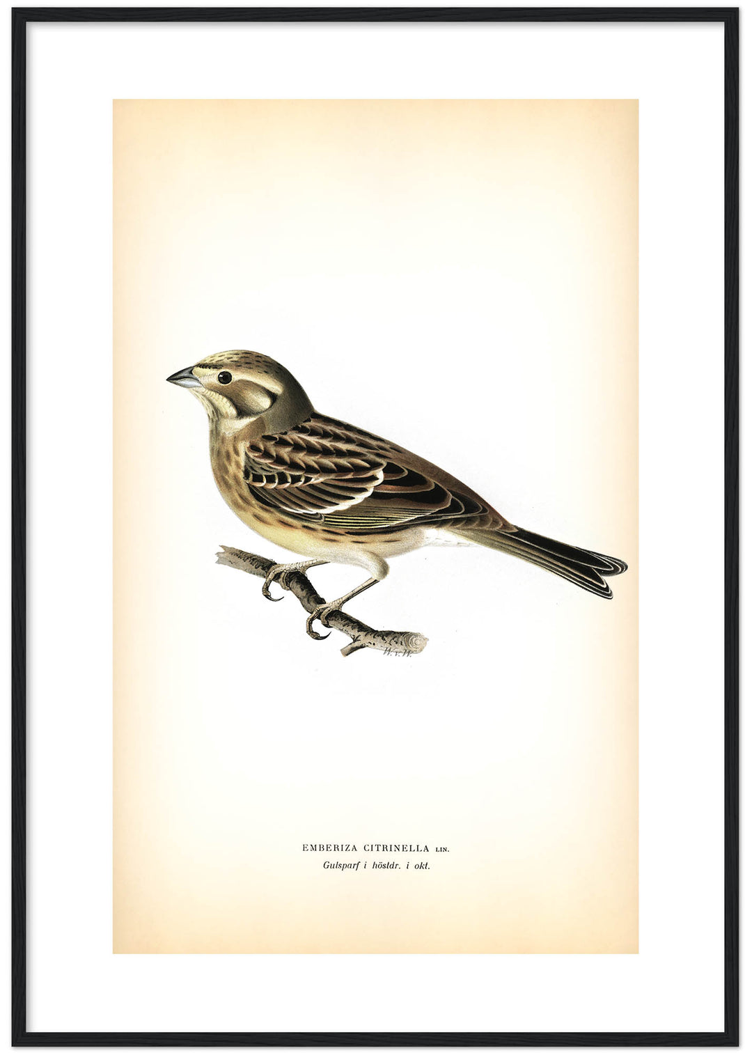 Fågeln Gulsparf, höst på klassisk vintage poster/affisch