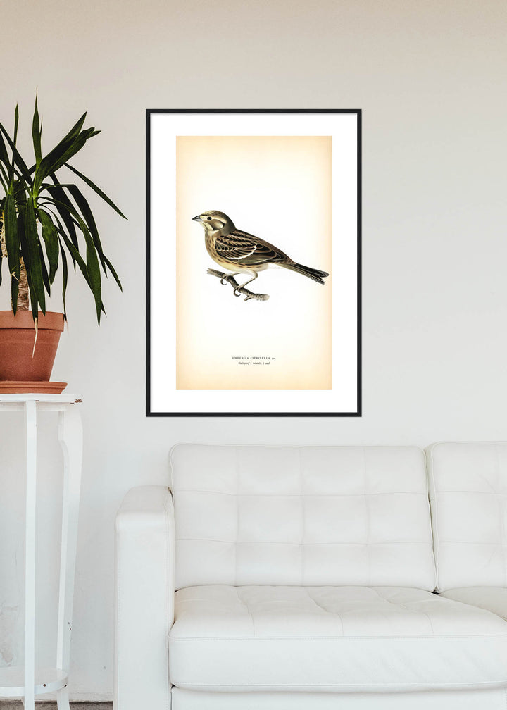 Fågeln Gulsparf, höst på klassisk vintage poster/affisch