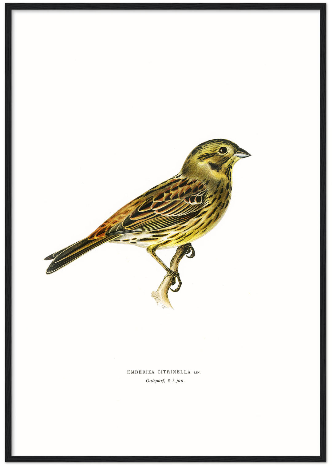 Fågeln Gulsparf, vinterdräkt på klassisk vintage poster/affisch