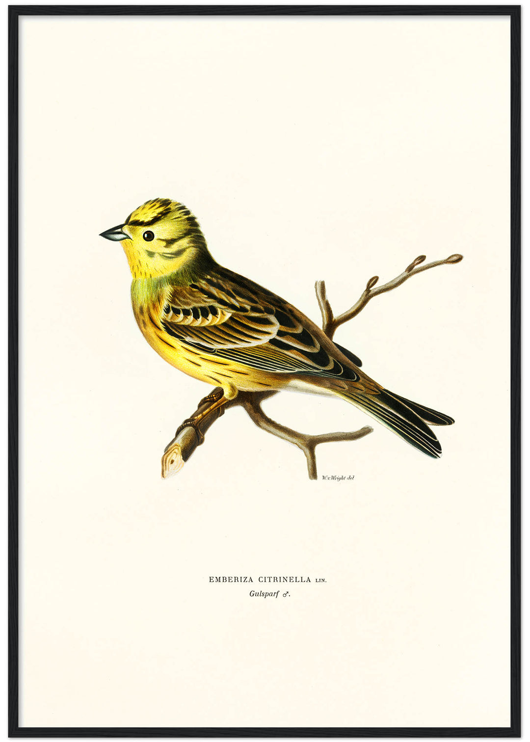 Fågeln Gulsparf, hane på klassisk vintage poster/affisch