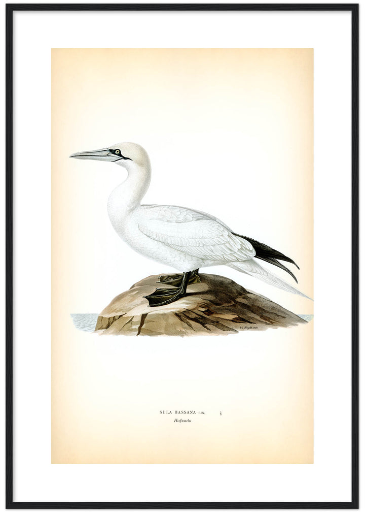 Fågeln Hafssula på klassisk vintage poster/affisch