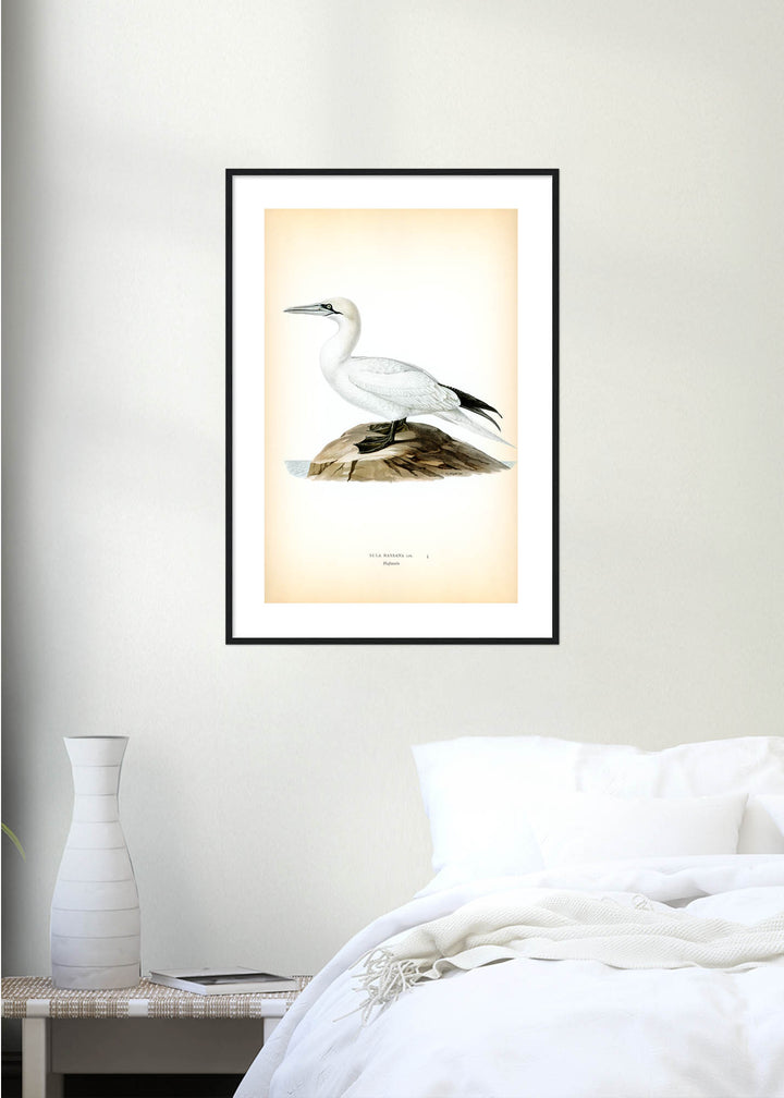 Fågeln Hafssula på klassisk vintage poster/affisch