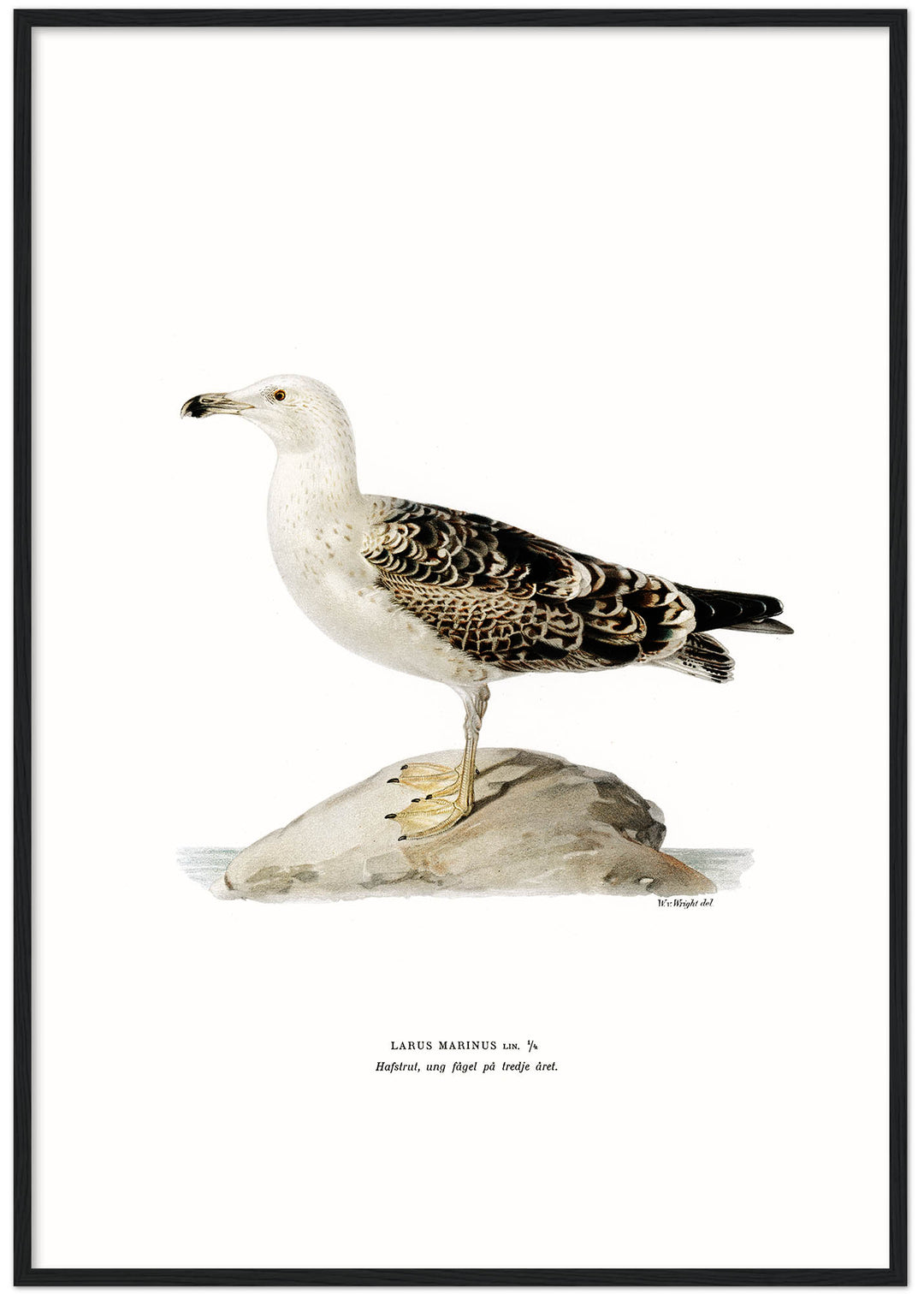 Fågeln Hafstrut, ung på klassisk vintage poster/affisch