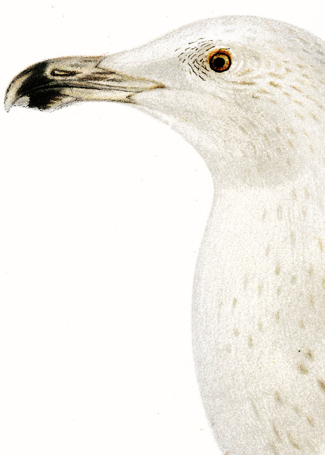 Fågeln Hafstrut, ung på klassisk vintage poster/affisch