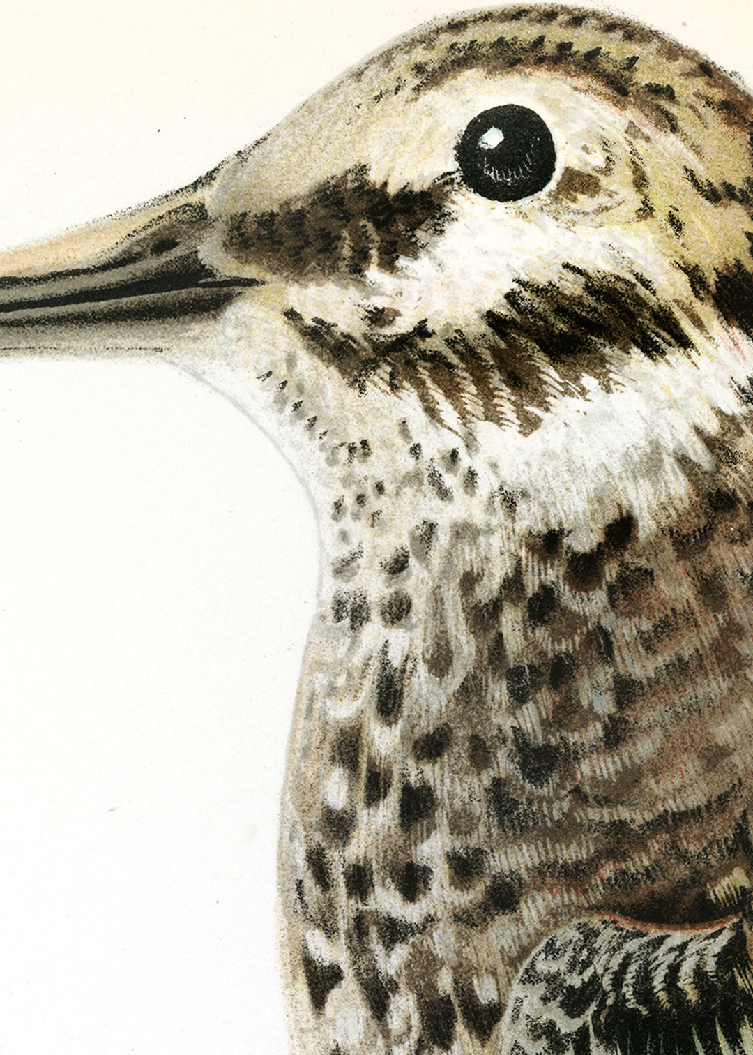 Fågeln Halfenkel Beckasin på klassisk vintage poster/affisch